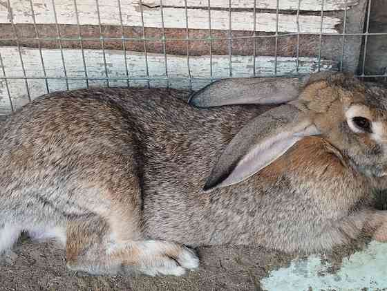 Пара фландеров цена за пару кролики 