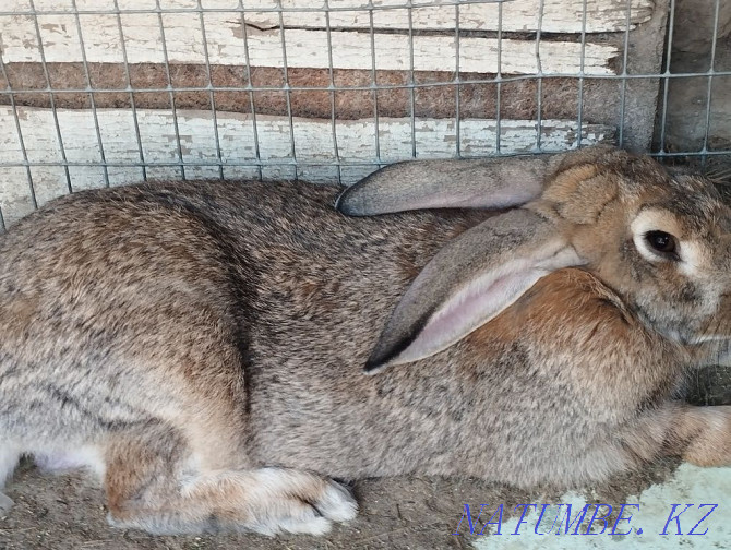 Pair of flanders price for a pair of rabbits  - photo 3