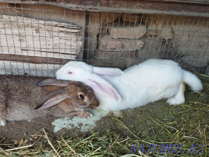 Pair of flanders price for a pair of rabbits  - photo 2