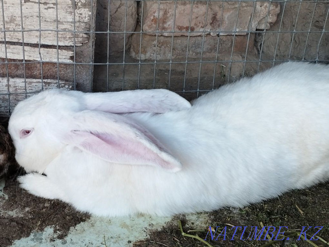 Pair of flanders price for a pair of rabbits  - photo 1