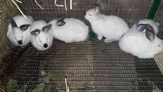 Кролики Колифорния Shchuchinsk