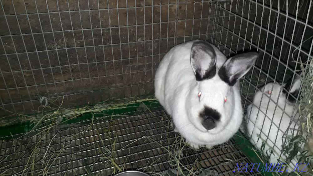 Rabbits California Shchuchinsk - photo 3