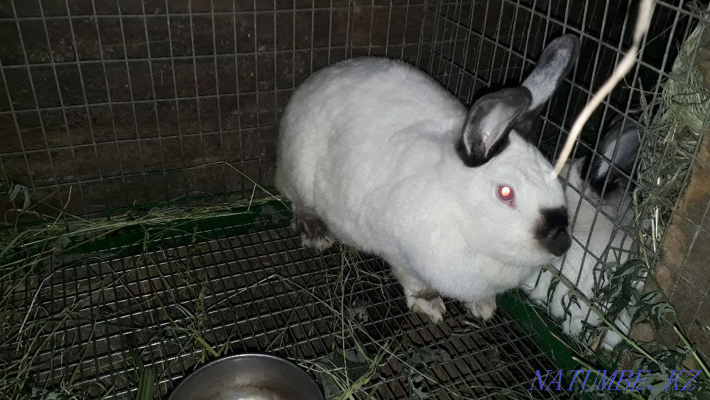 Rabbits California Shchuchinsk - photo 2