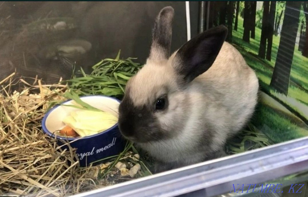 Сиамский декоративный кролик уникального окраса. Костанай - изображение 1