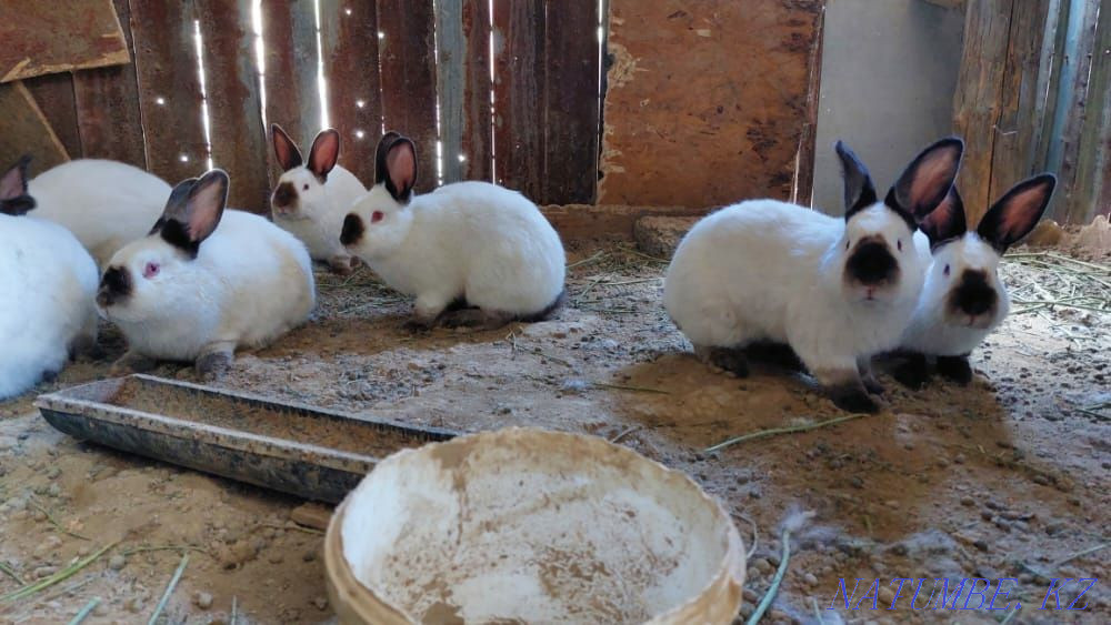 Калифорния коян кролик Шымкент - изображение 2