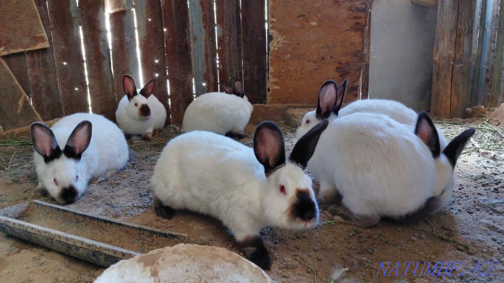 Калифорния коян кролик Шымкент - изображение 3