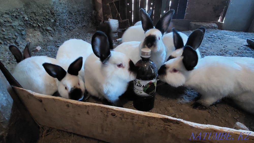 Калифорния коян кролик Шымкент - изображение 1