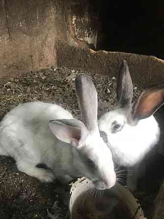 Продам Кроликов  кенді