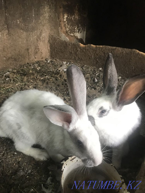 I will sell Rabbits Rudnyy - photo 3