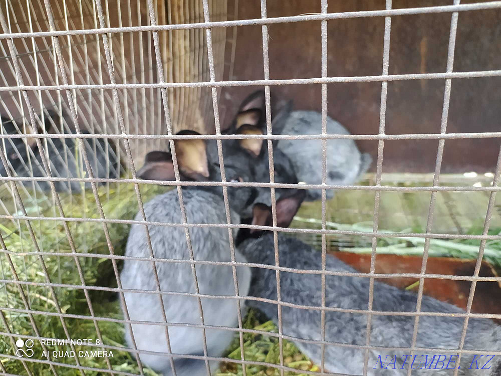 I will sell rabbits Poltava silver Taldykorgan - photo 1