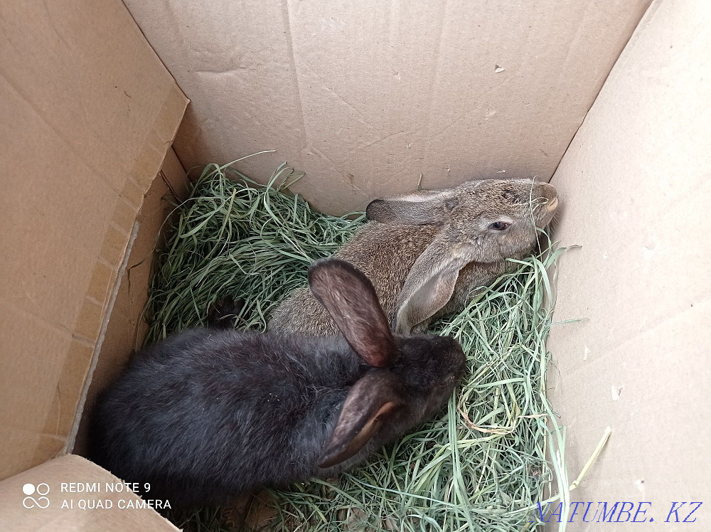 Selling rabbits. Esik - photo 2