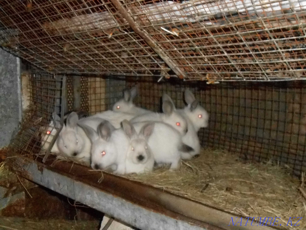 Sale of rabbits. Petropavlovsk - photo 1