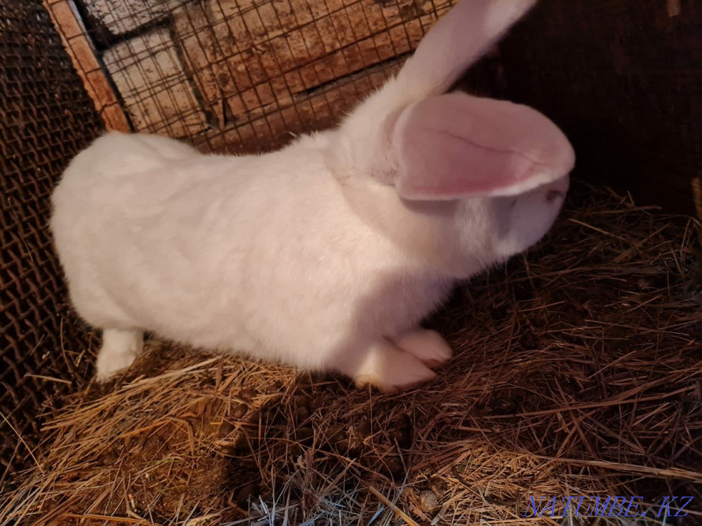 I sell rabbits Karagandy - photo 2