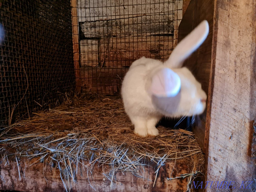 I sell rabbits Karagandy - photo 3