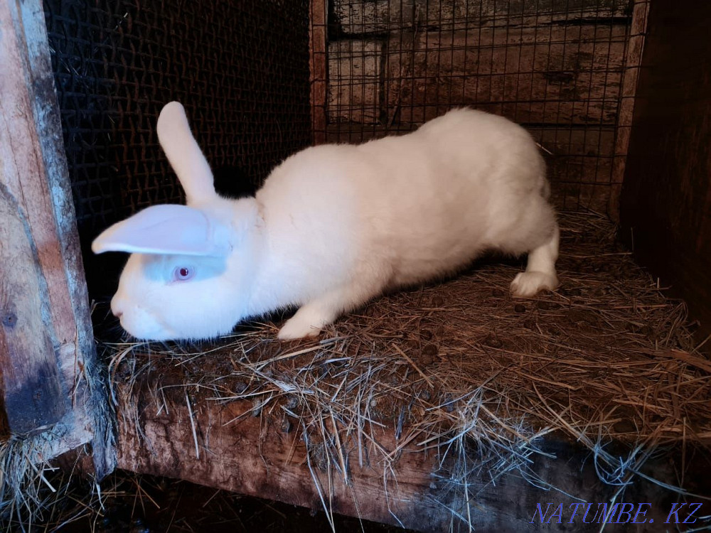 I sell rabbits Karagandy - photo 1