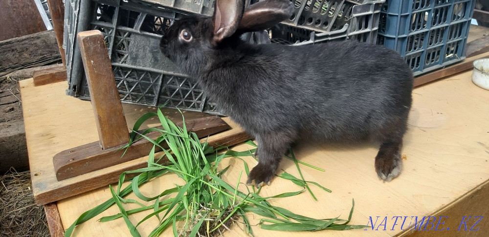 Продаю кроликов Караганда - изображение 2