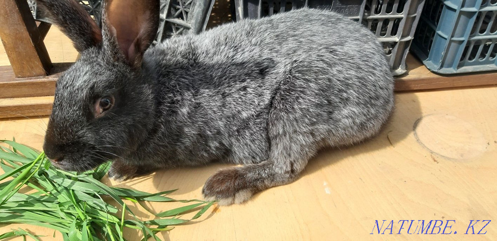 Продаю кроликов Караганда - изображение 1