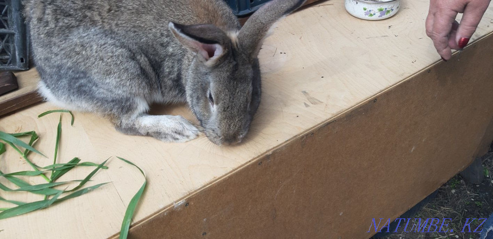 Продаю кроликов Караганда - изображение 4