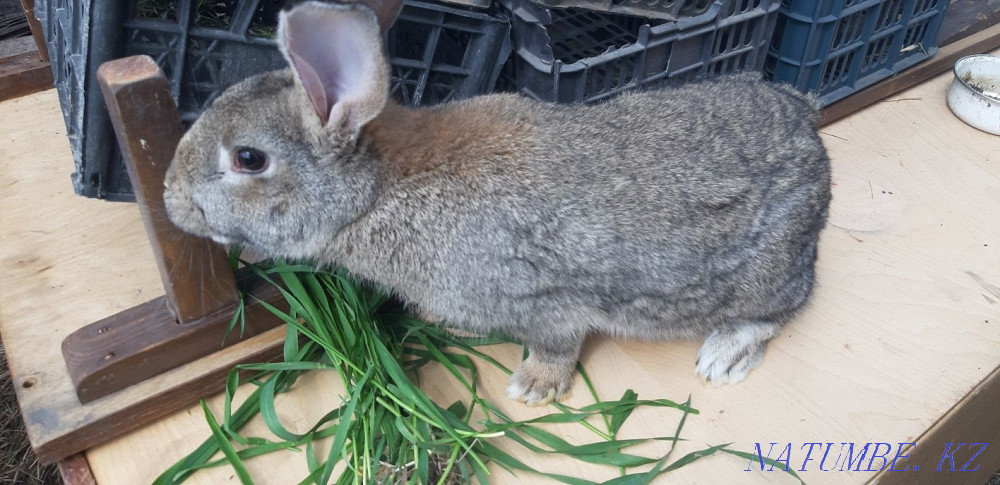 Продаю кроликов Караганда - изображение 3