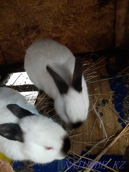 Калифорниялық қоянды сатады  Қаскелең  - изображение 1