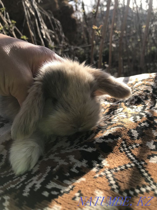 Кролики декоративные карликовые Алматы - изображение 3