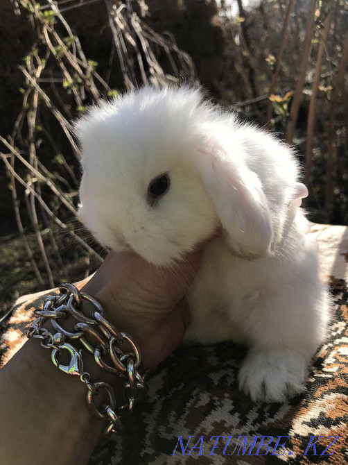 Кролики декоративные карликовые Алматы - изображение 2