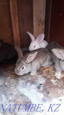 Кролики породы фландр Алматы - изображение 3