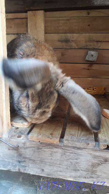 Flanders rabbits Almaty - photo 4
