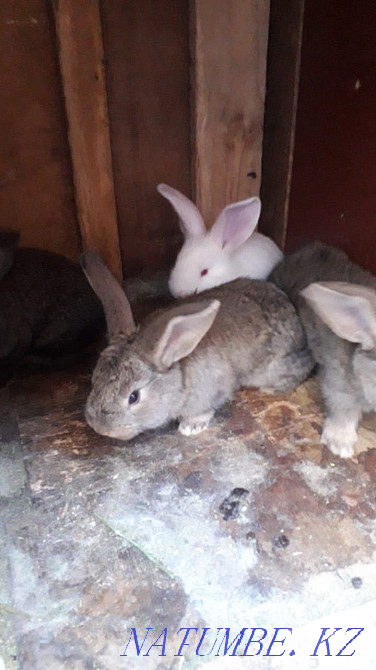 Flanders rabbits Almaty - photo 3