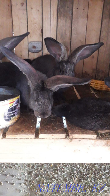 Flanders rabbits Almaty - photo 2