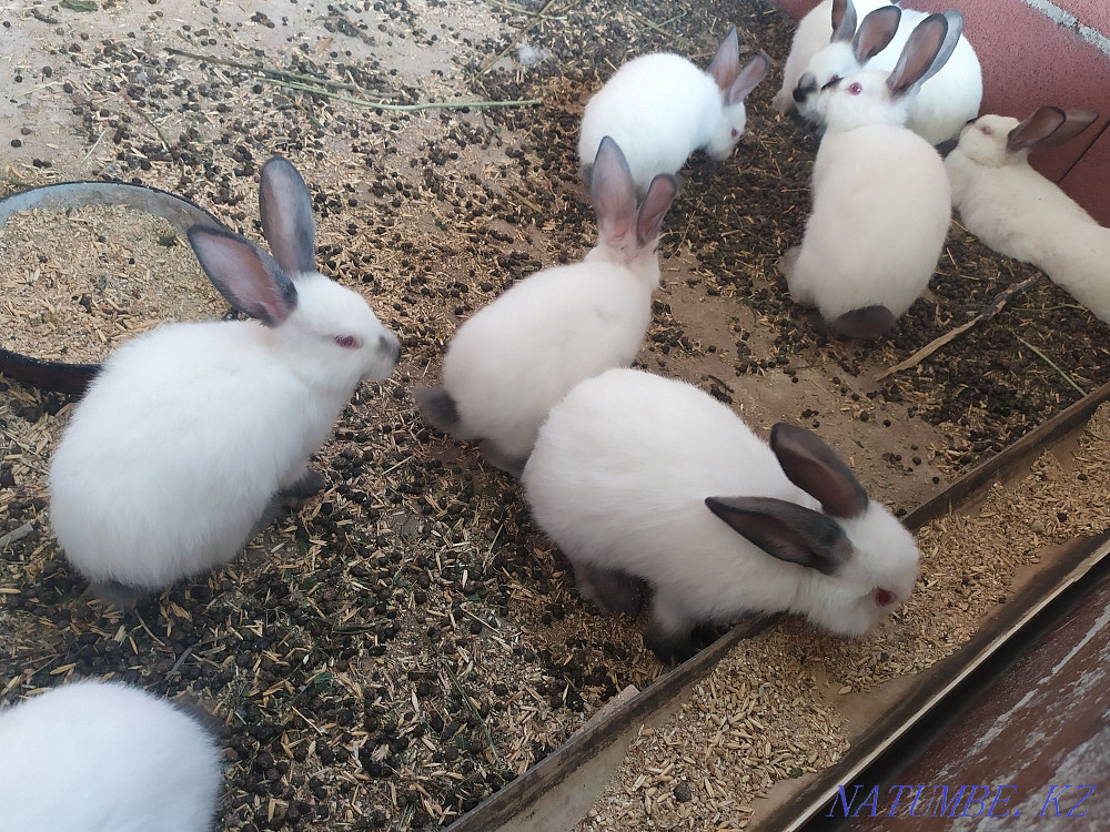 Кролики . Чистопородные. Европа . Калифорнийцы. Каскелен - изображение 2