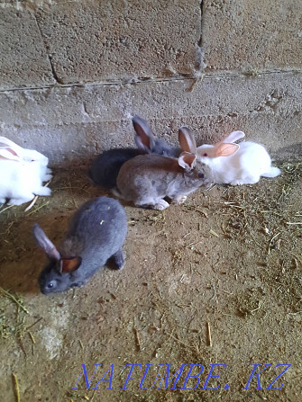 Sell rabbits breed semi-giant and silver Taraz - photo 4