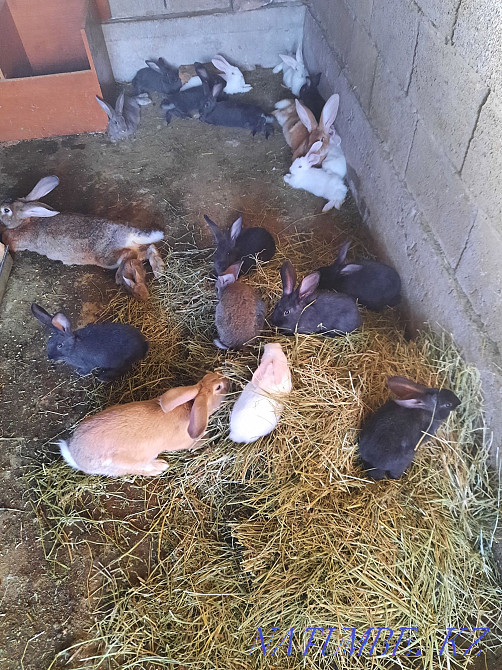 Продам кроликов порода полу великан и серебро Тараз - изображение 2