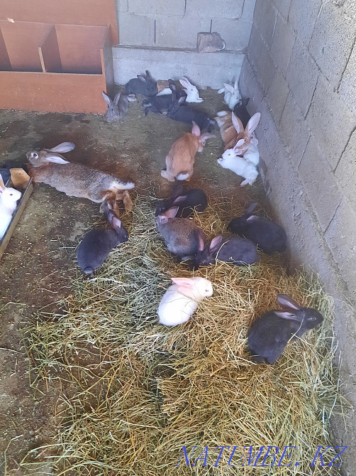 Продам кроликов порода полу великан и серебро Тараз - изображение 1