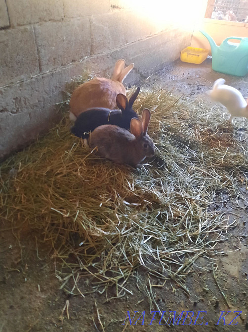 Продам кроликов порода полу великан и серебро Тараз - изображение 3