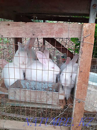 Bunnies for sale, all ages Shymkent - photo 1