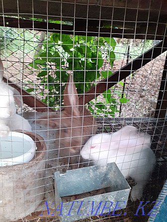 Bunnies for sale, all ages Shymkent - photo 2