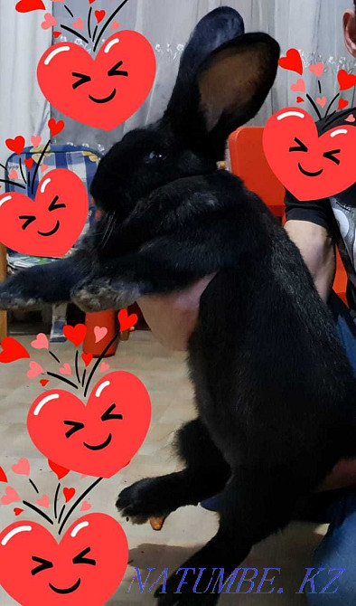 Giant rabbits. Karagandy - photo 2