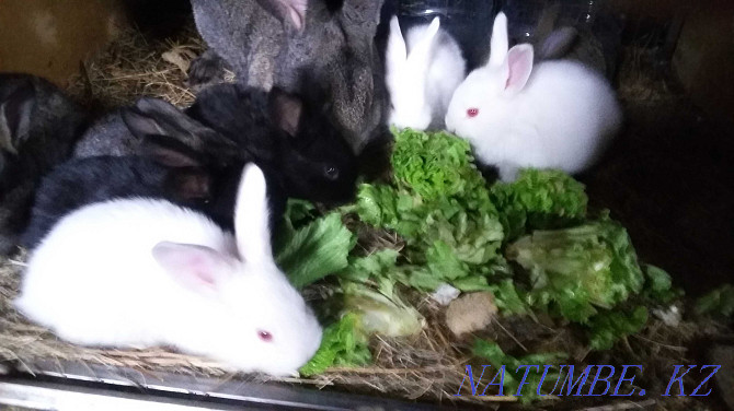 We sell rabbits of all ages Aqtobe - photo 1