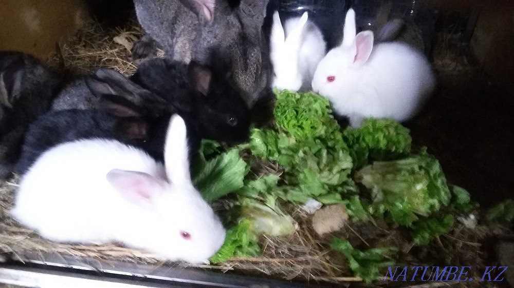 We sell rabbits of all ages Aqtobe - photo 1
