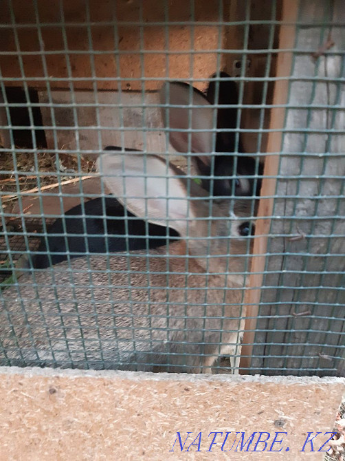 We urgently need rabbits Almaty - photo 3