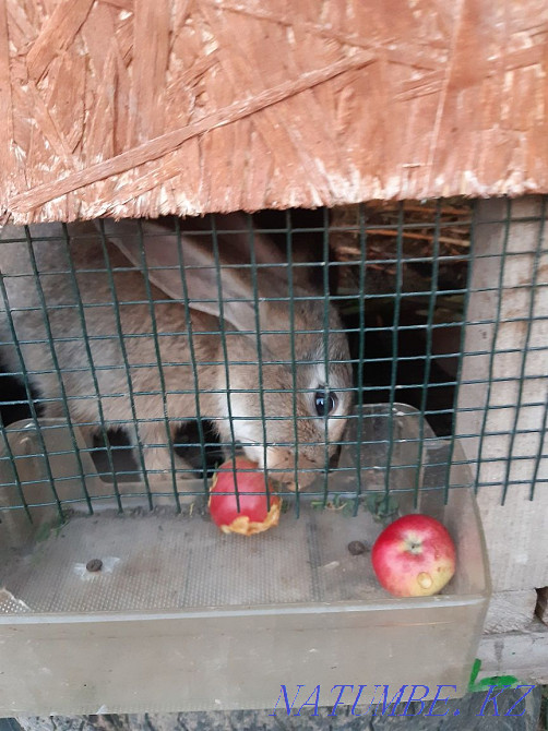 We urgently need rabbits Almaty - photo 1
