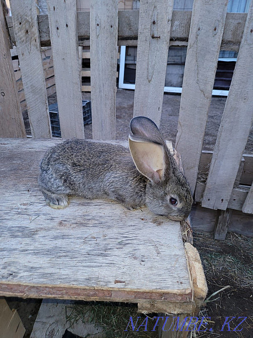 Продам кроликов Фландр Астана - изображение 1