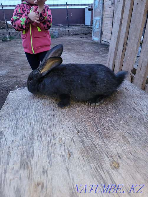Продам кроликов Фландр Астана - изображение 2
