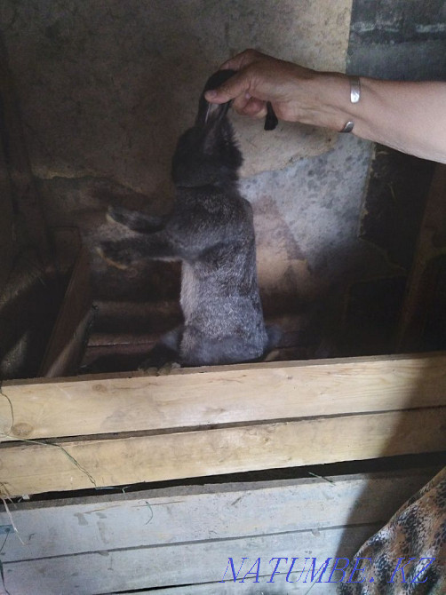 Продам кроликов Фландр Астана - изображение 4
