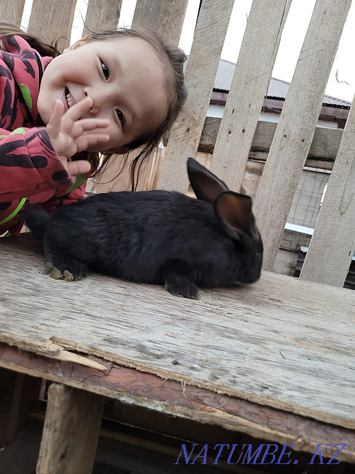 Продам кроликов Фландр Астана - изображение 3