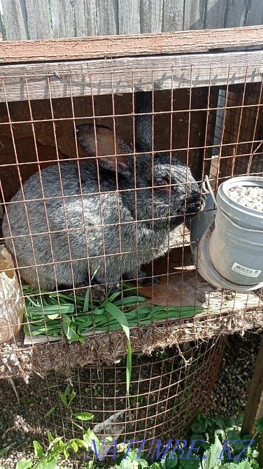 Продам кроликов. Рудный - изображение 2