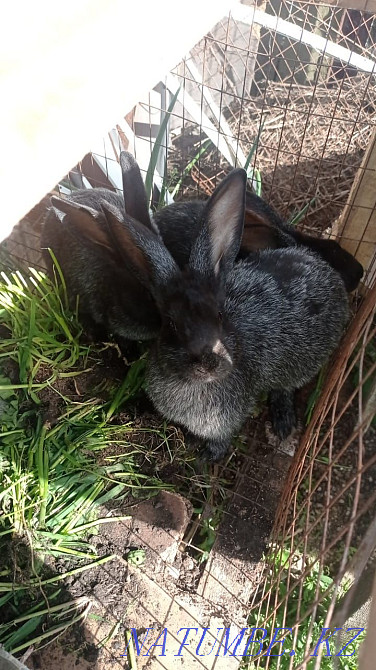 Продам кроликов. Рудный - изображение 3