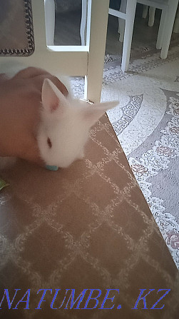 Срочно кролик декоративный! Малыш. 1 месяц Жарсуат - изображение 3