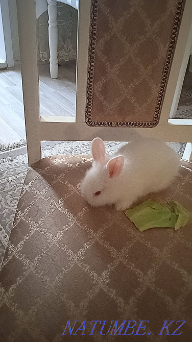 Urgent decorative rabbit! Baby. 1 month Жарсуат - photo 2
